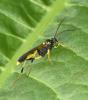 Amblyteles armatorius